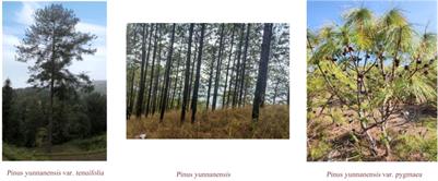 Environmental determinants of intraspecific variation in five functional traits of Pinus yunnanensis Franch